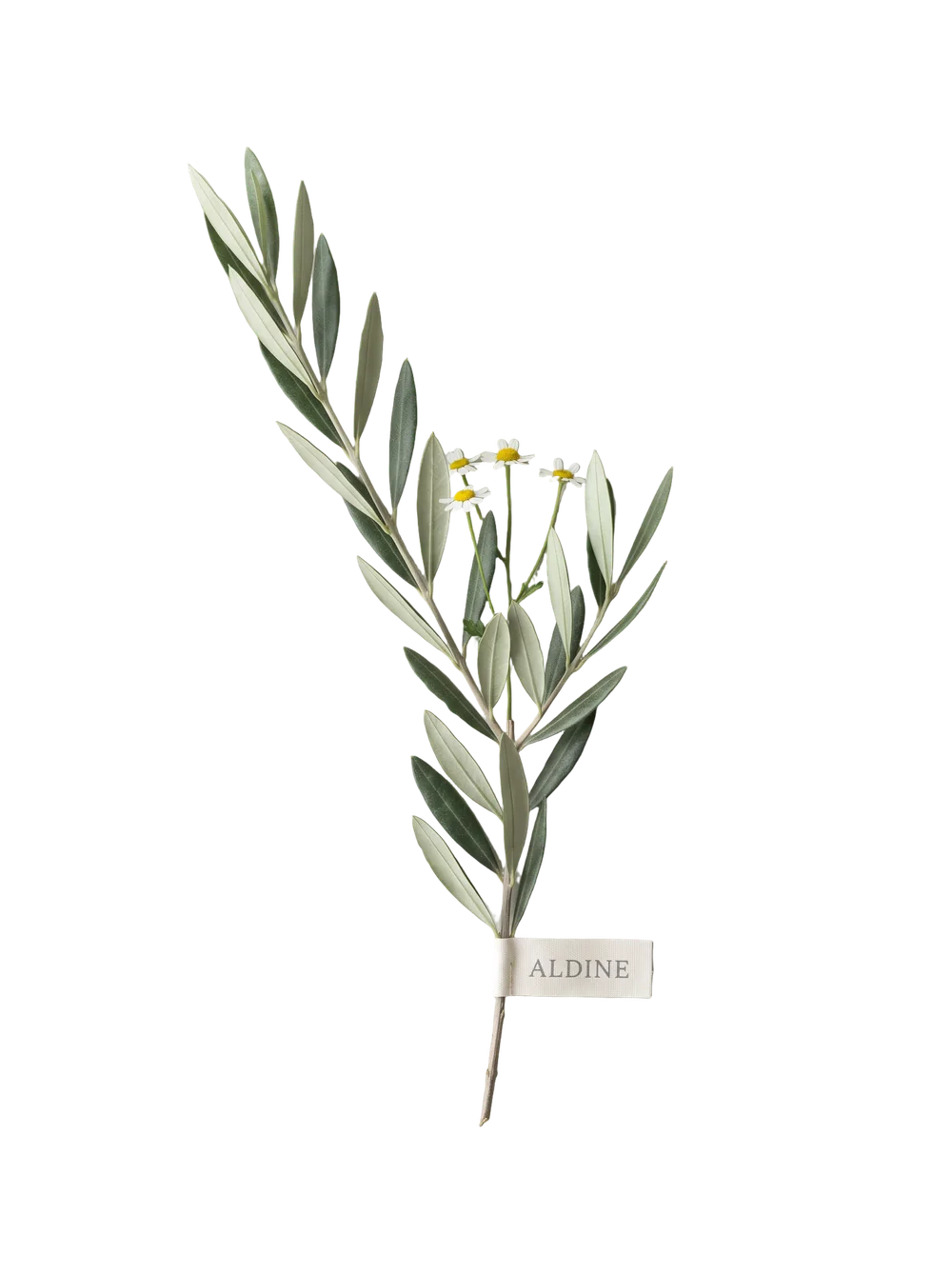 A branch of olive leaves with small white chamomile flowers