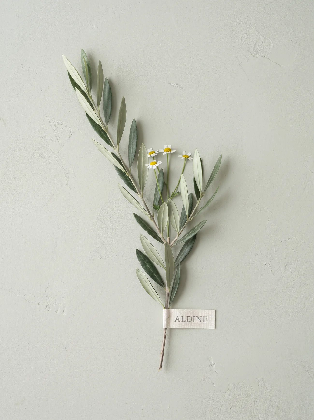 An olive branch with chamomile flowers laid on plaster