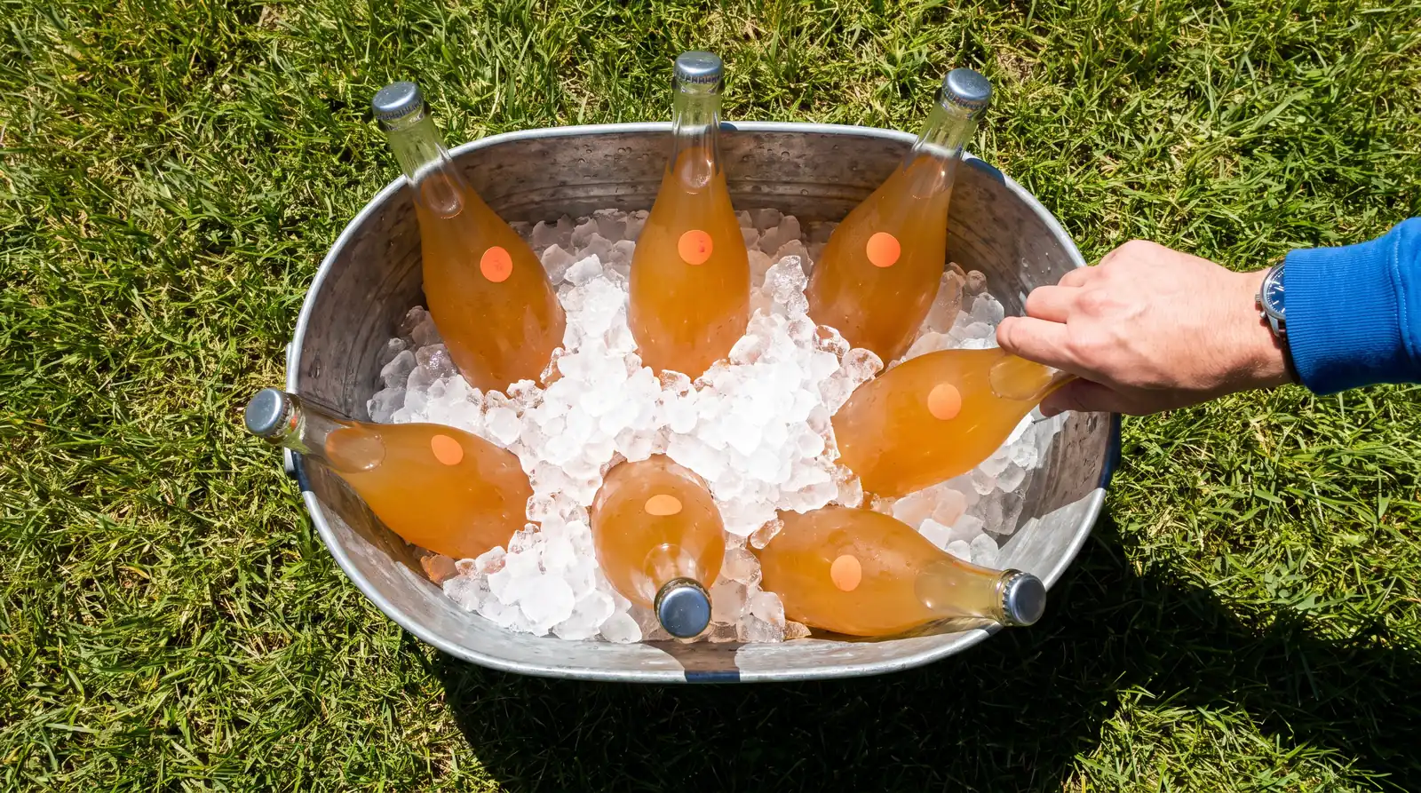 A metal tub of ice and orange pet-nat bottles on summer grass