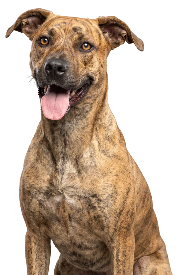 A brindle dog sitting upright with its tongue out