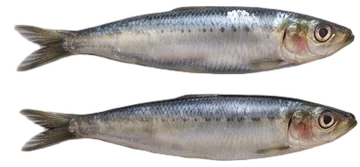 Sardine Snaps